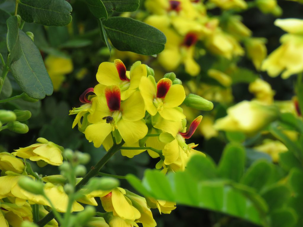 Colégio Harmonia – Floração de Pau-Brasil colore e aromatiza praça do ...
